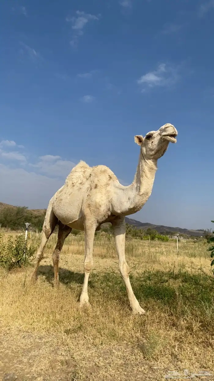 ضروبه وضحا للبيع 2