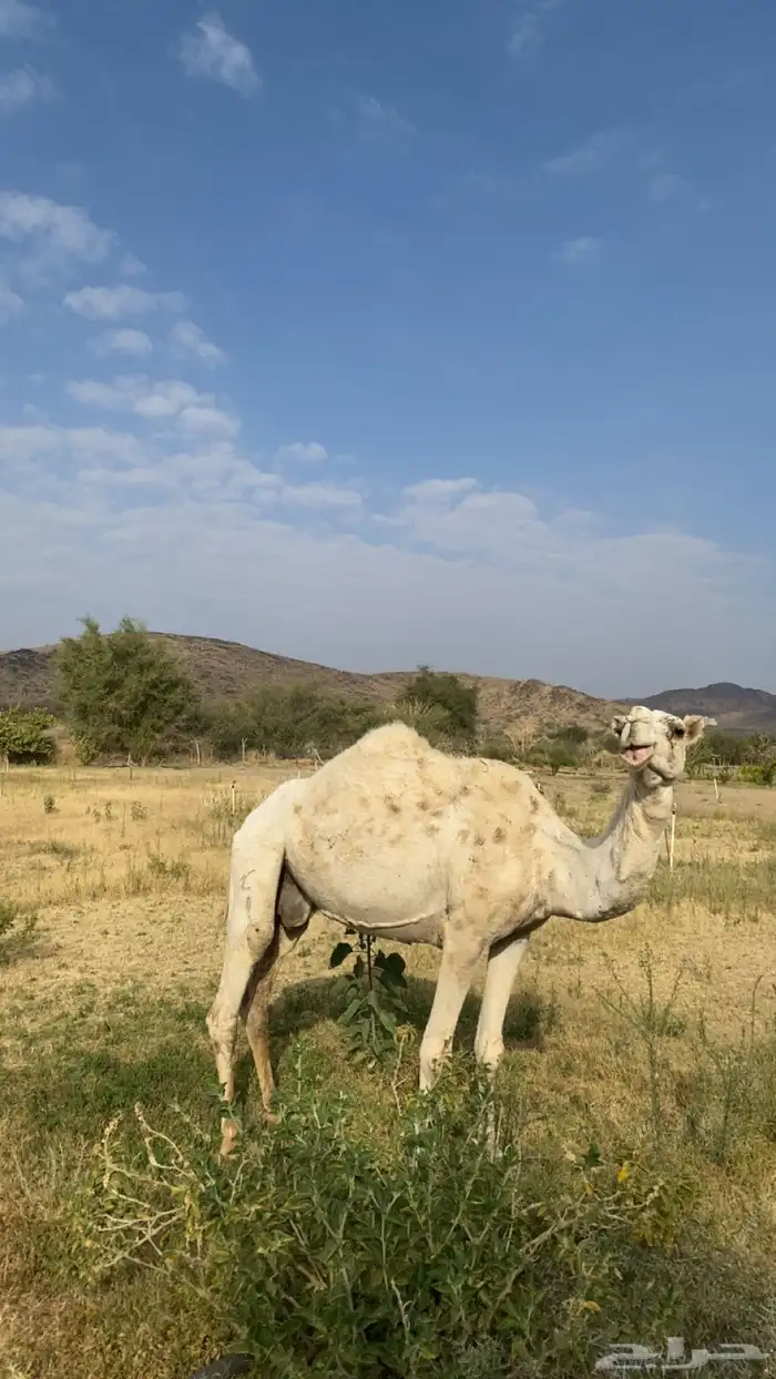 ضروبه وضحا للبيع 1