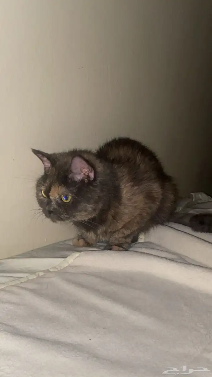 قطه مفقوده 1