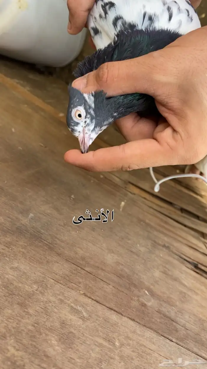 زوج تيدي منتج 2