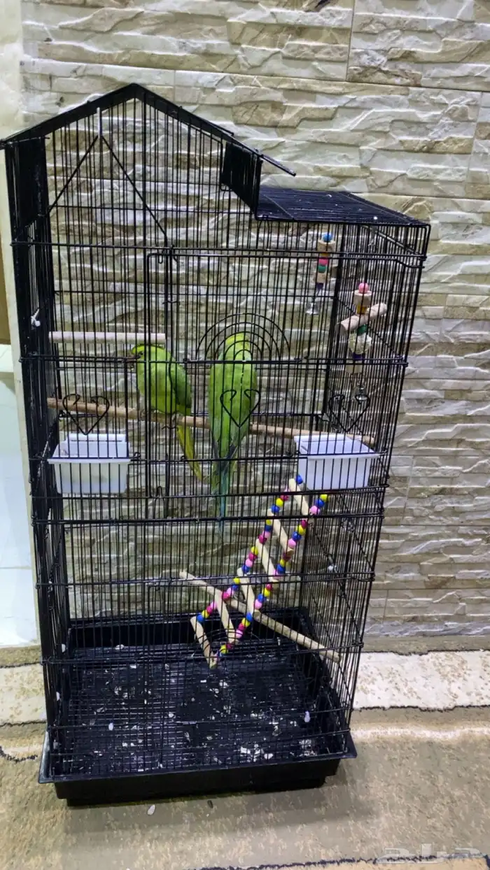 زوج درة هندي شباب 0