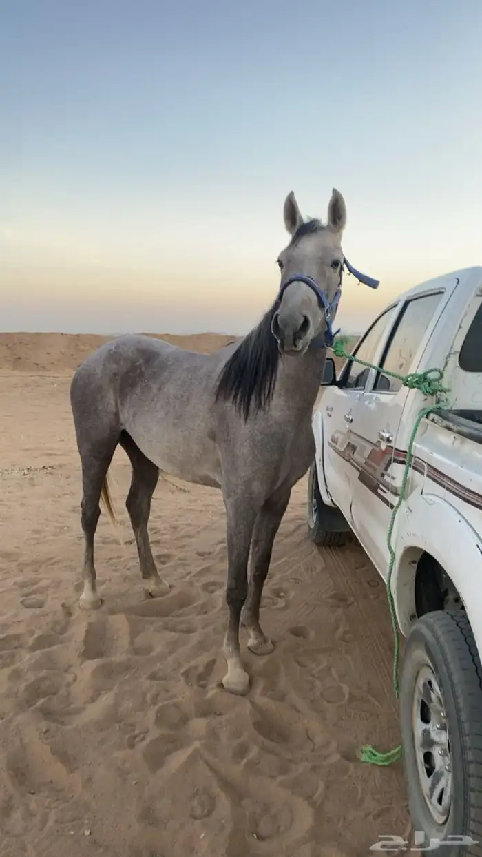 فرس شيخه وانتاجها كفوو 0