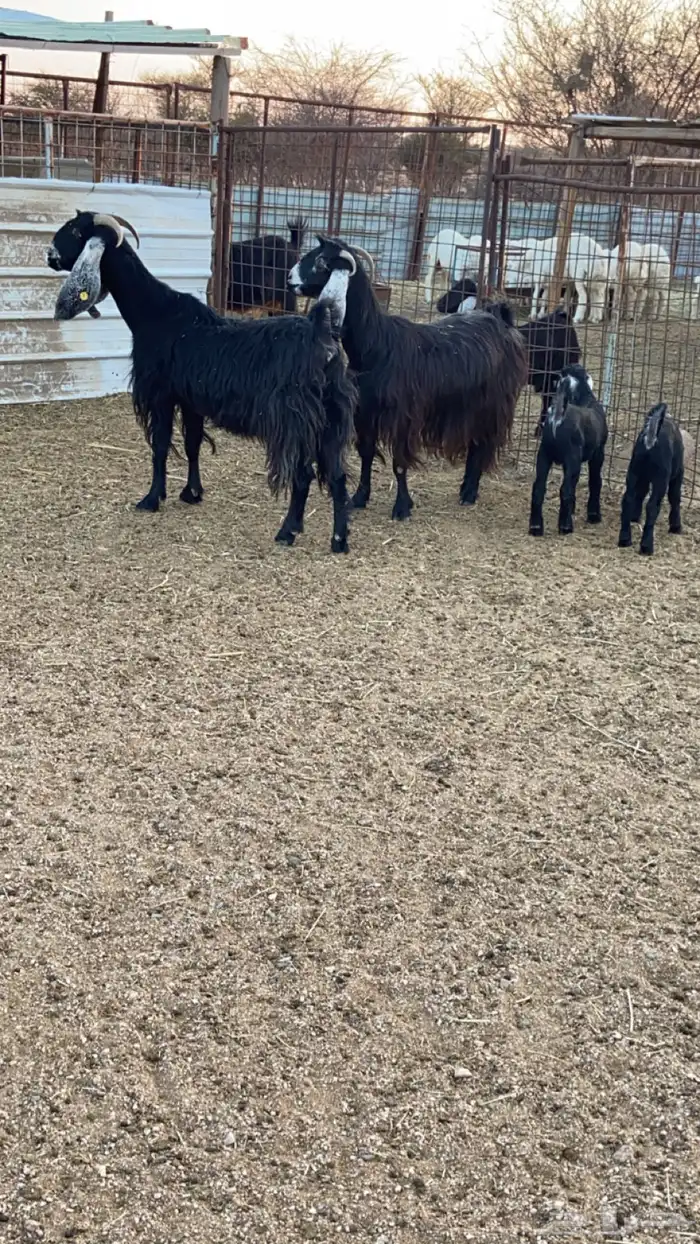 معزا خلفات طيبه عوارض 0