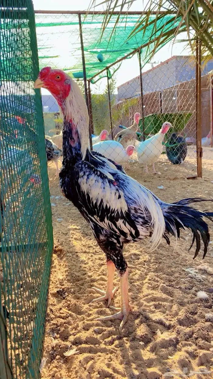 للبيع ديك فارسي 1