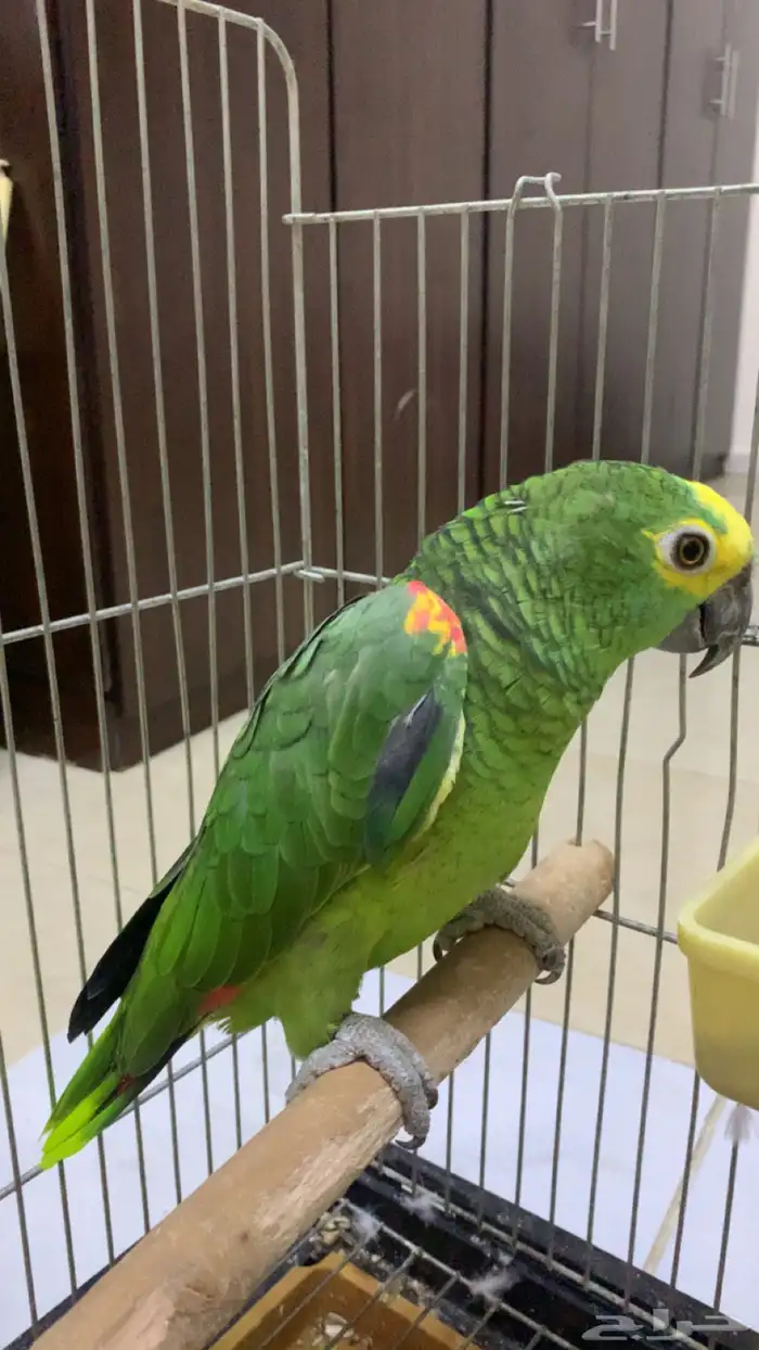 امزوني بلوفرنتد جاكو عنيد تم البيع 2