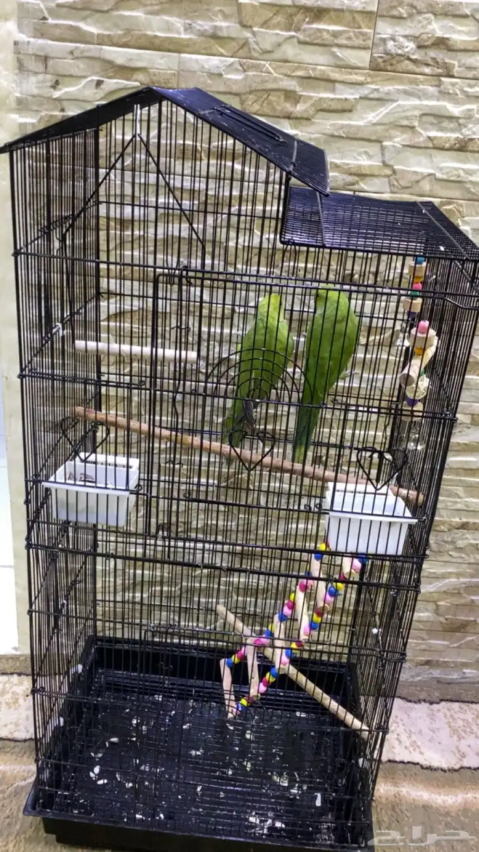 زوج درة هندي شباب 5