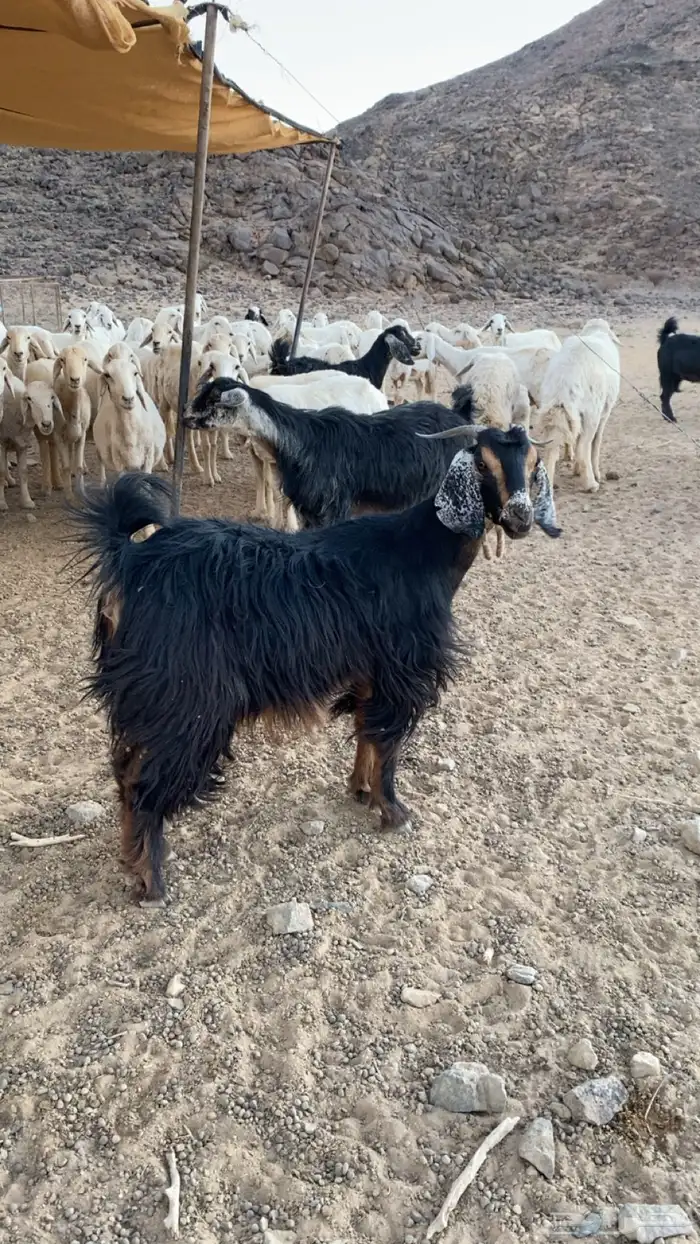 عناق جذعه عارضيه صنف 0