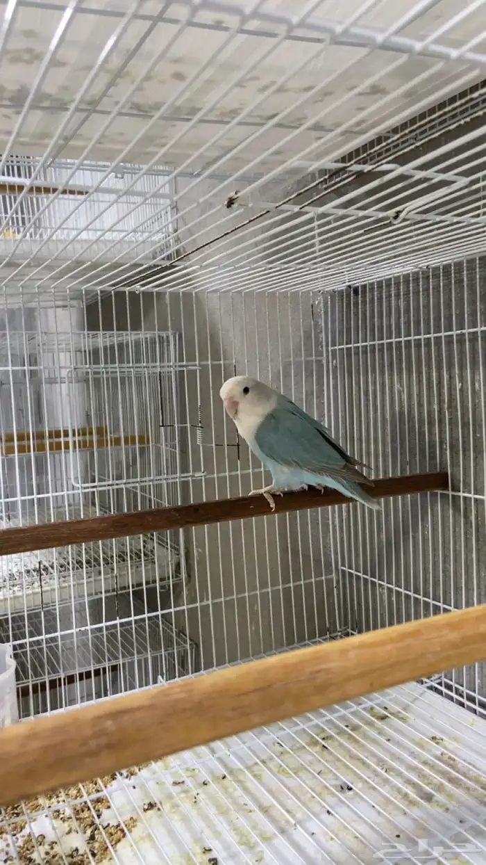 انثى بلو سينامون اوبلاين 1