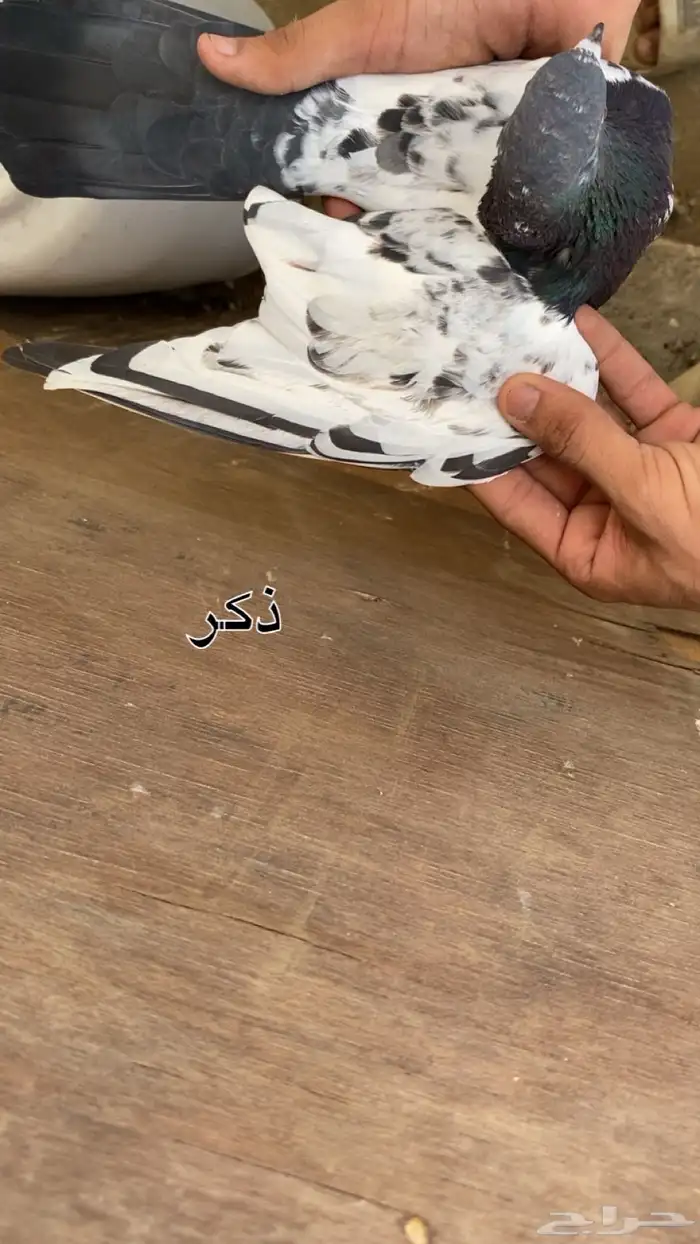 زوج تيدي منتج 1