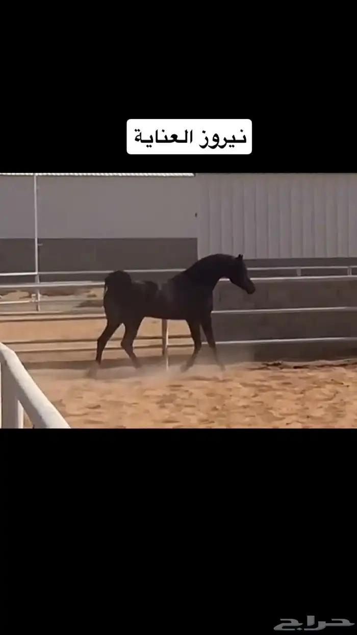 مهر شعبي شيخ 4