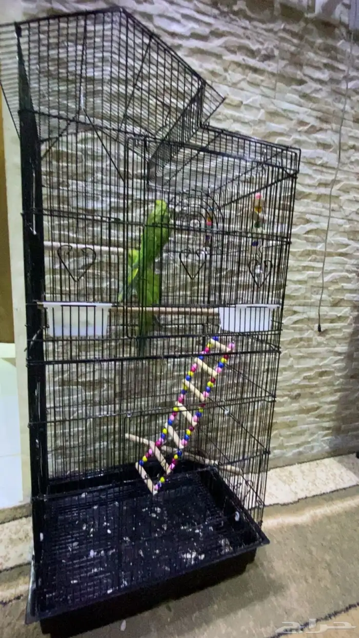 زوج درة هندي شباب 3