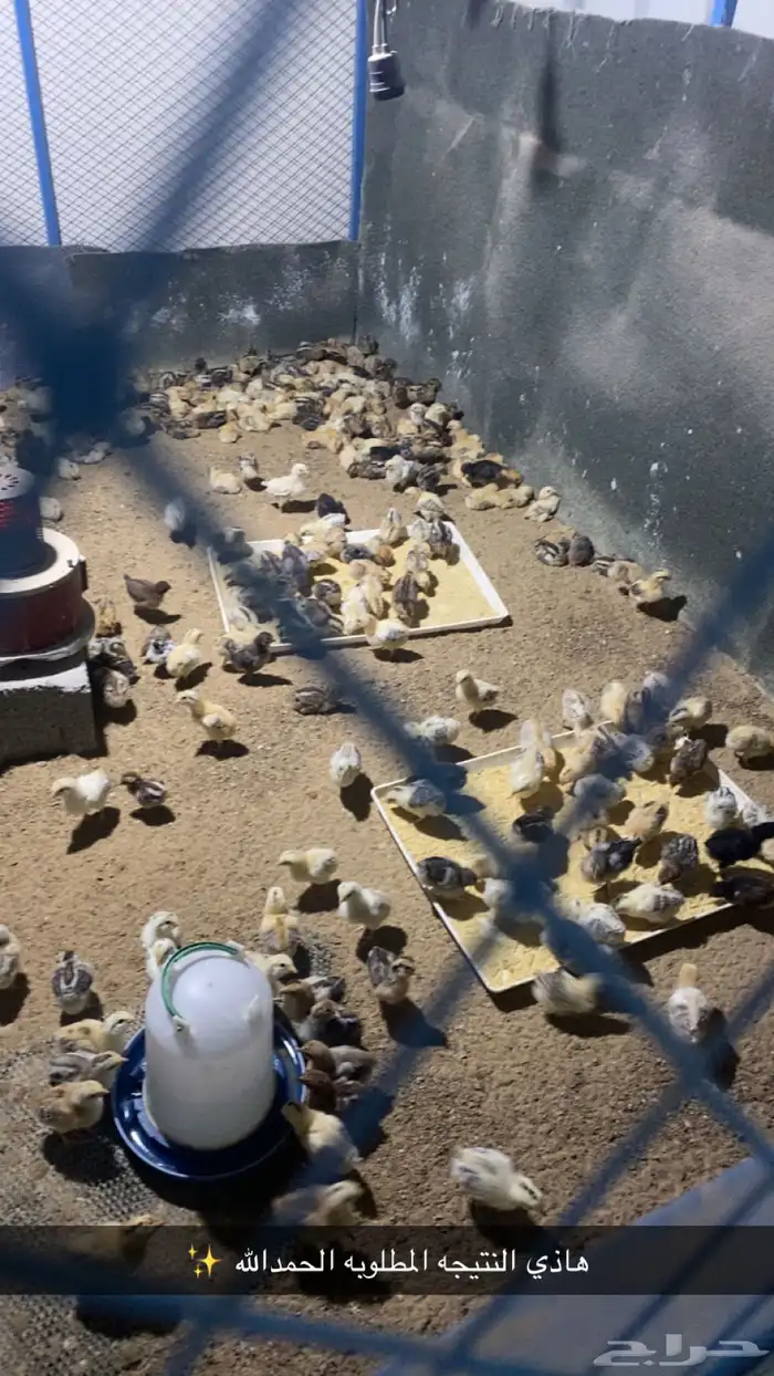 صوص دجاج فيومي عمر شهر عدد 400 0