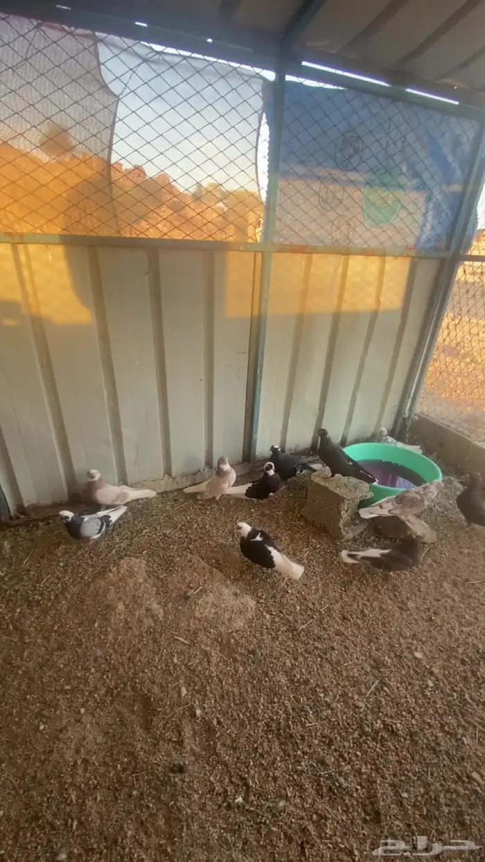 قطايف قنادي 12