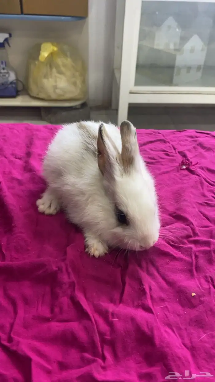 ارانب صغار 0