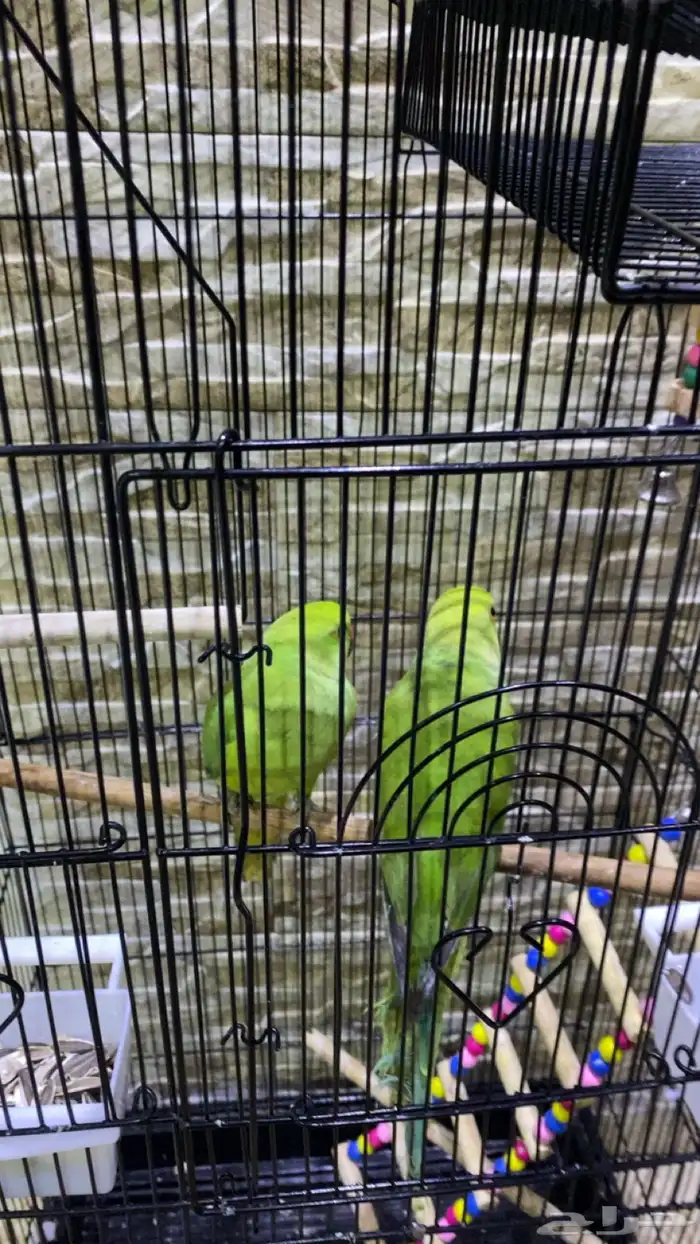 زوج درة هندي شباب 2