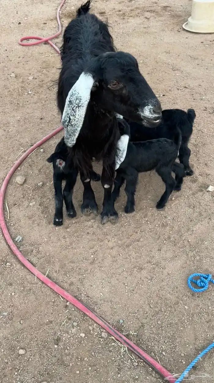 عنز تحته ثلاث 0