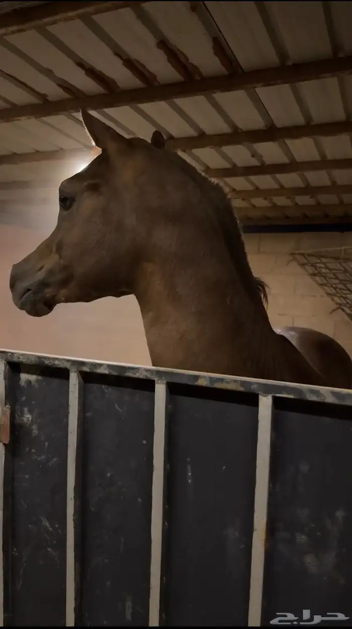 حصان ورق كفو كفو الحد 9 الف 6