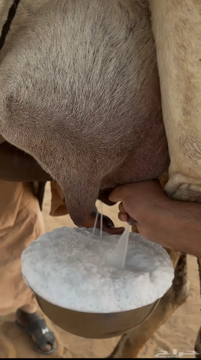 ناقه خلفه مصغر وضحى ام الحليب 1