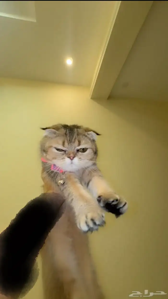 قطة سكوتش فولد قولد للبيع 5