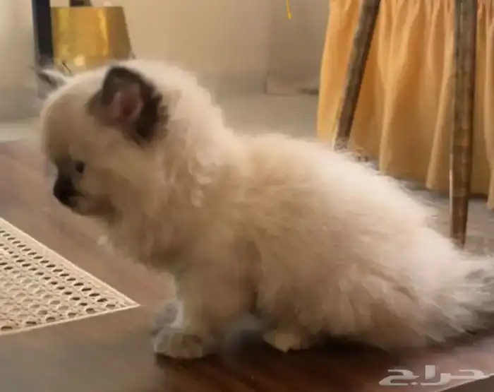 ابحث عن قط هملايا صغير تبني 0