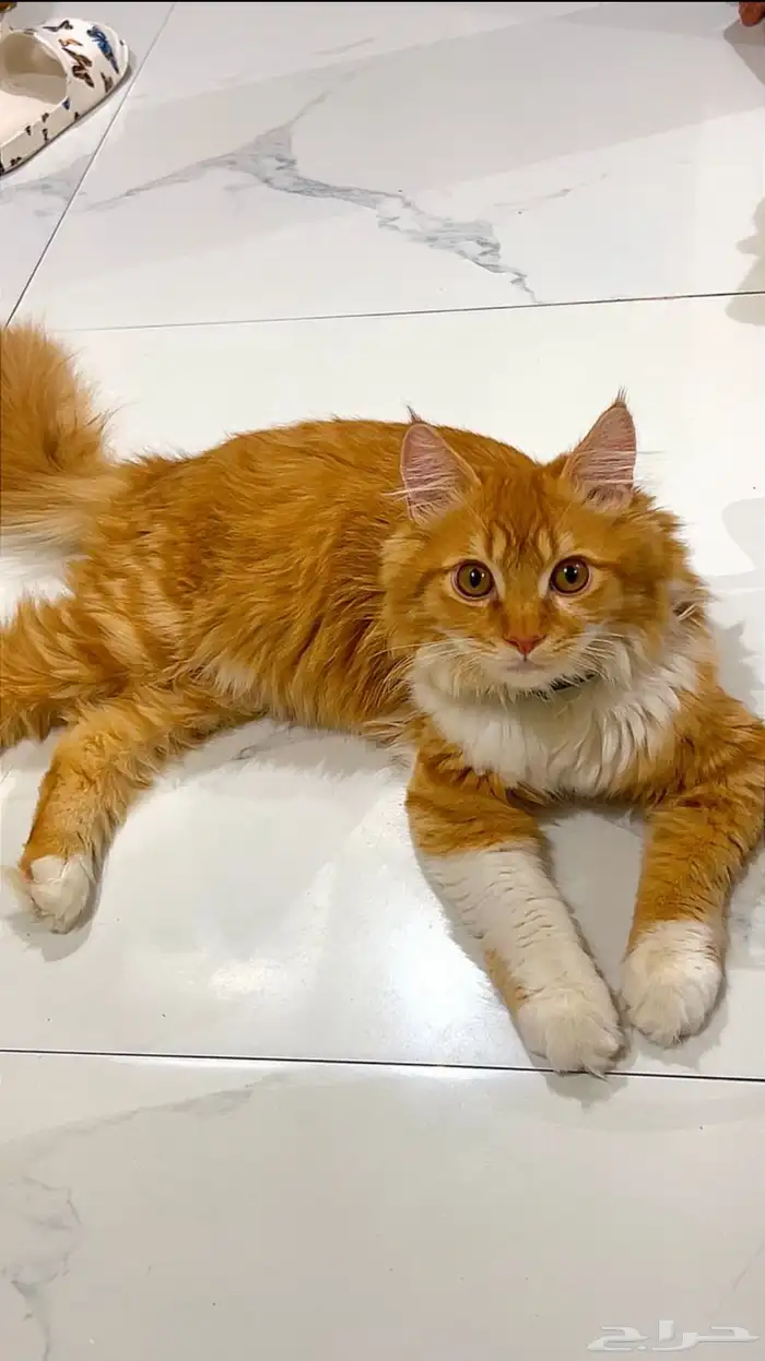 قطط اثنين تبني 2