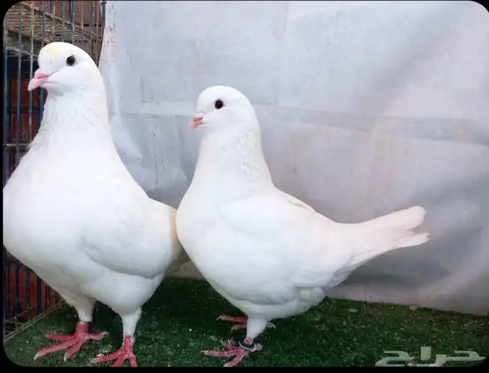 مهندس تربية حمام لاحم فرنسى ودواجن خبرة 7