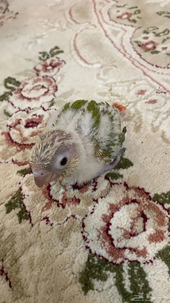 ببغاء فرخ صين كنيور أناناس 0