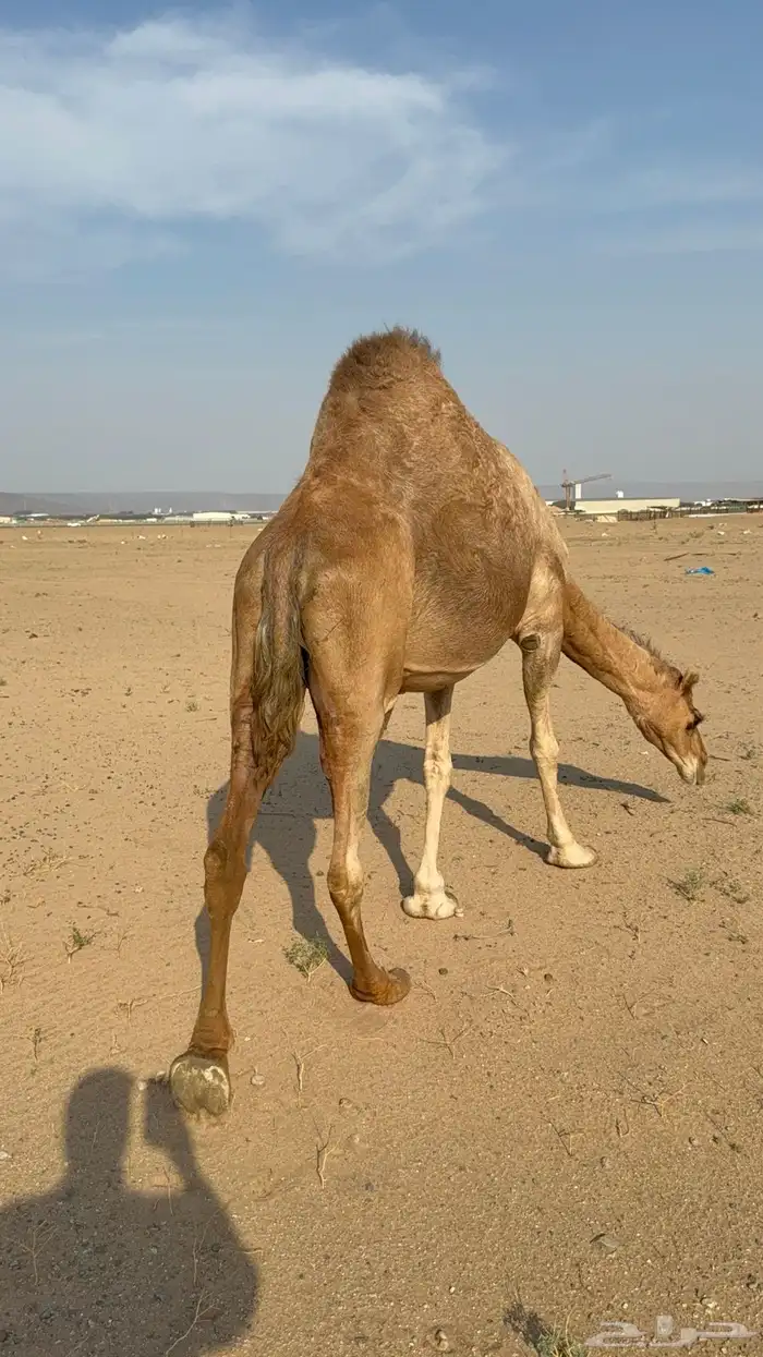 ملاقي ساحلية وعلى وشك الولادة 13