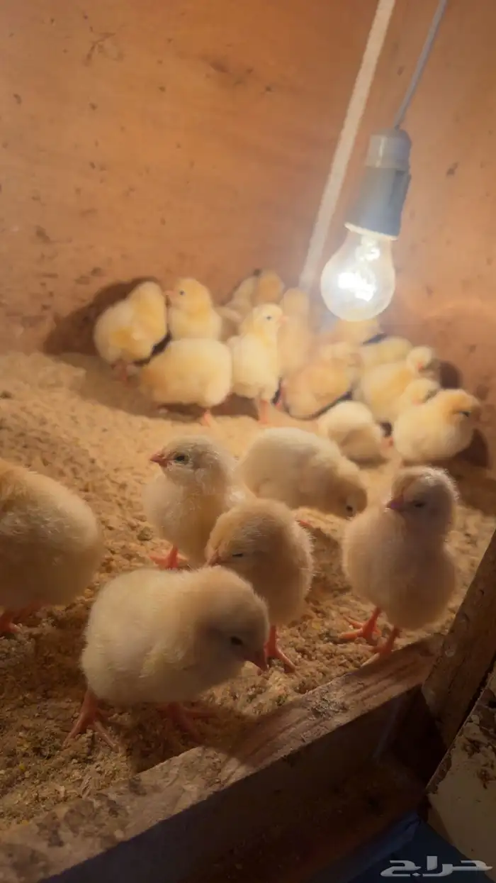 صوص لوهمان صافي 2