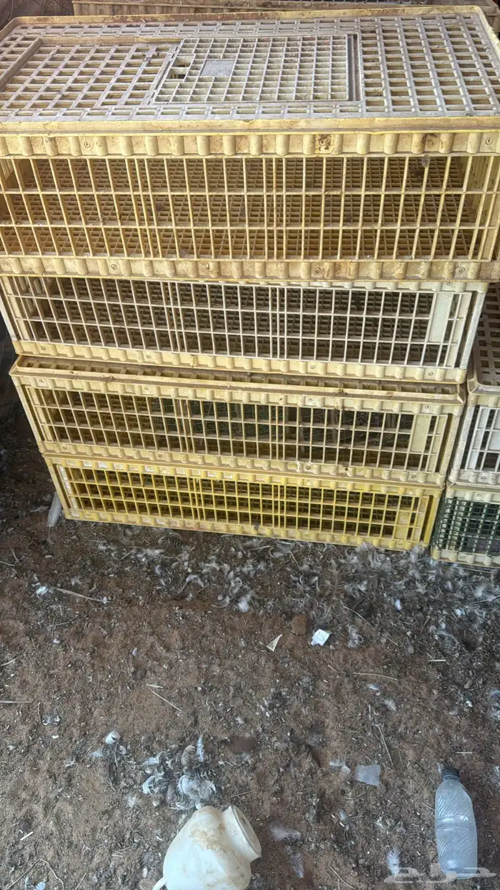 شبوك صفر للبيع 0