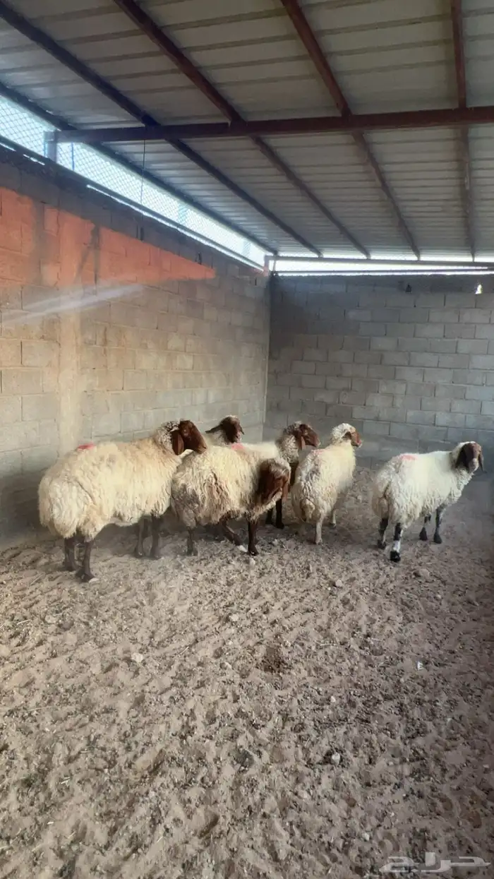 غنم نعيم دفيع واصله 2