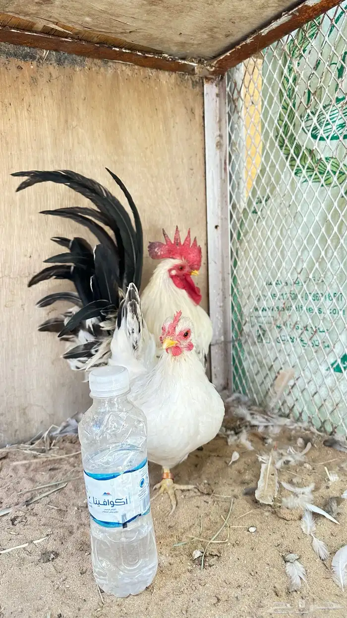 دجاج جبنيز جوز كولمبي 7