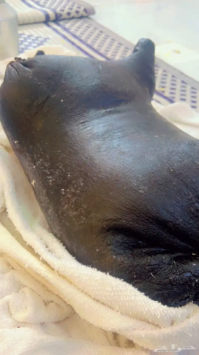 بقل مظير سمن غنم و  دبس 1