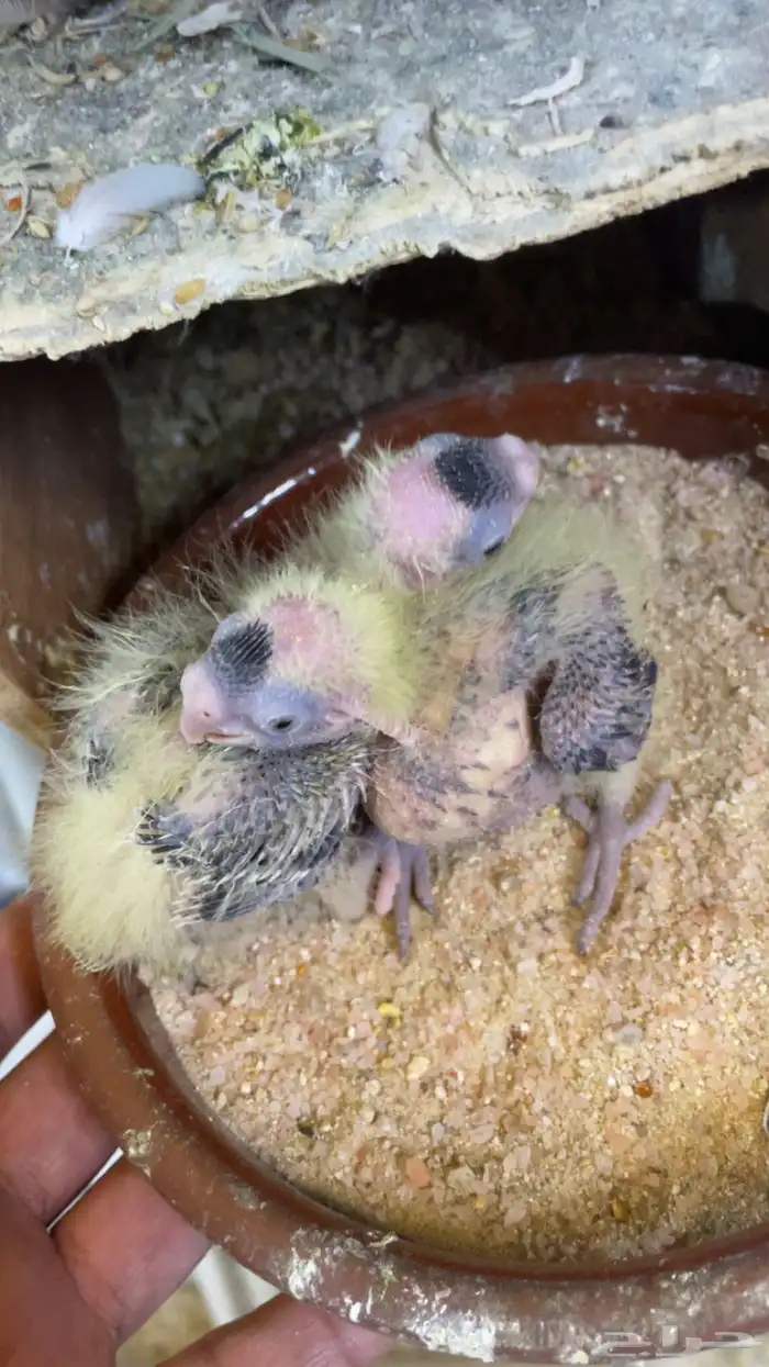 جوز كروان مع انتاجه 2