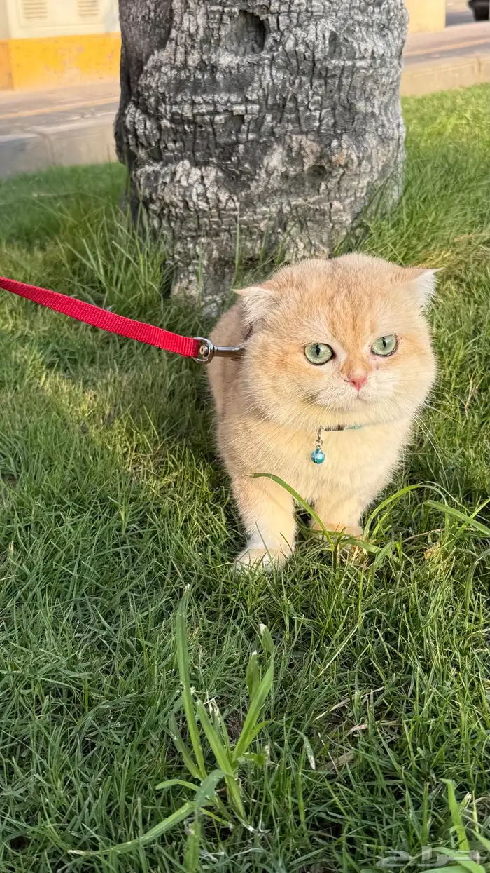 قط تربل فولد للتزاوج 3