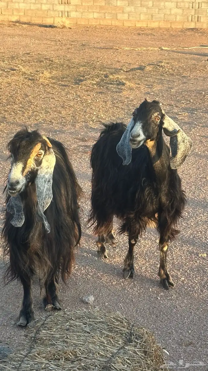 معزا عوارض عطر 2