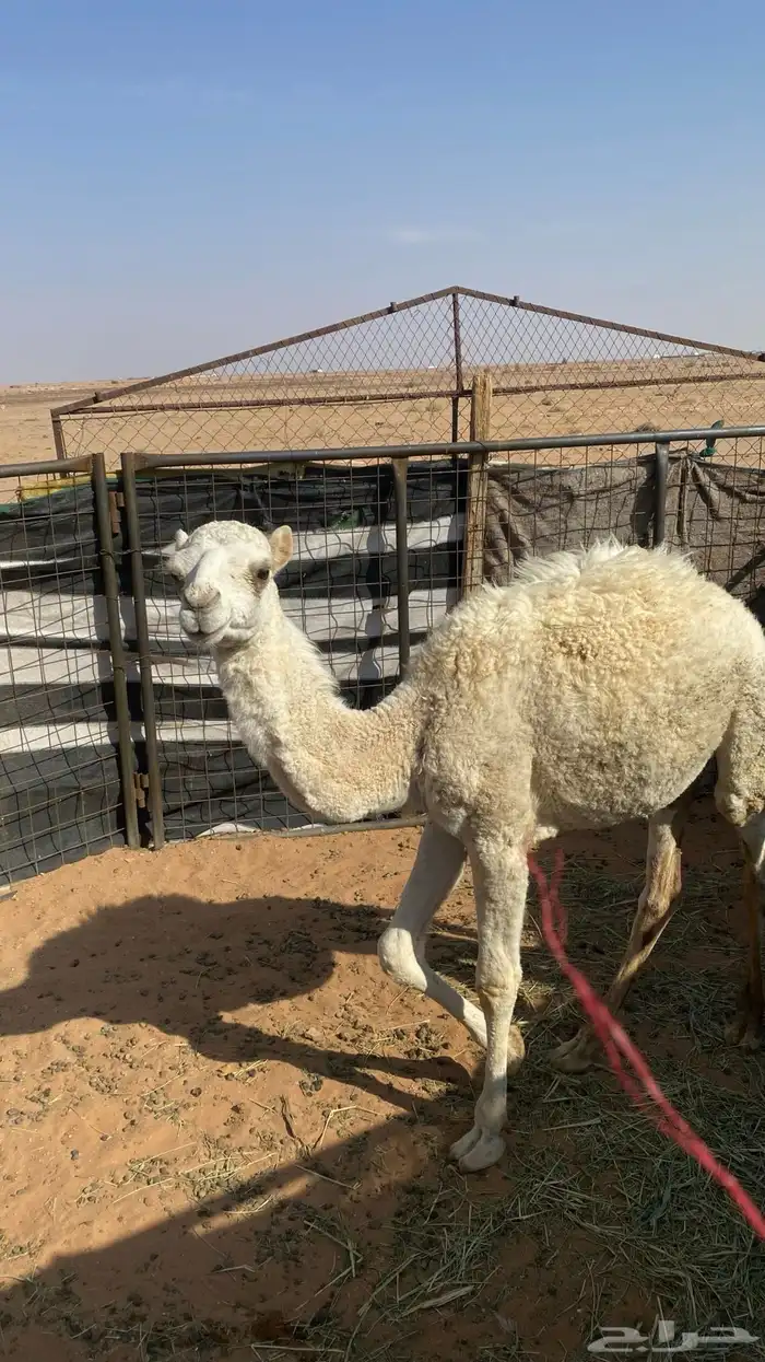 بكره للبيع على السوم 0