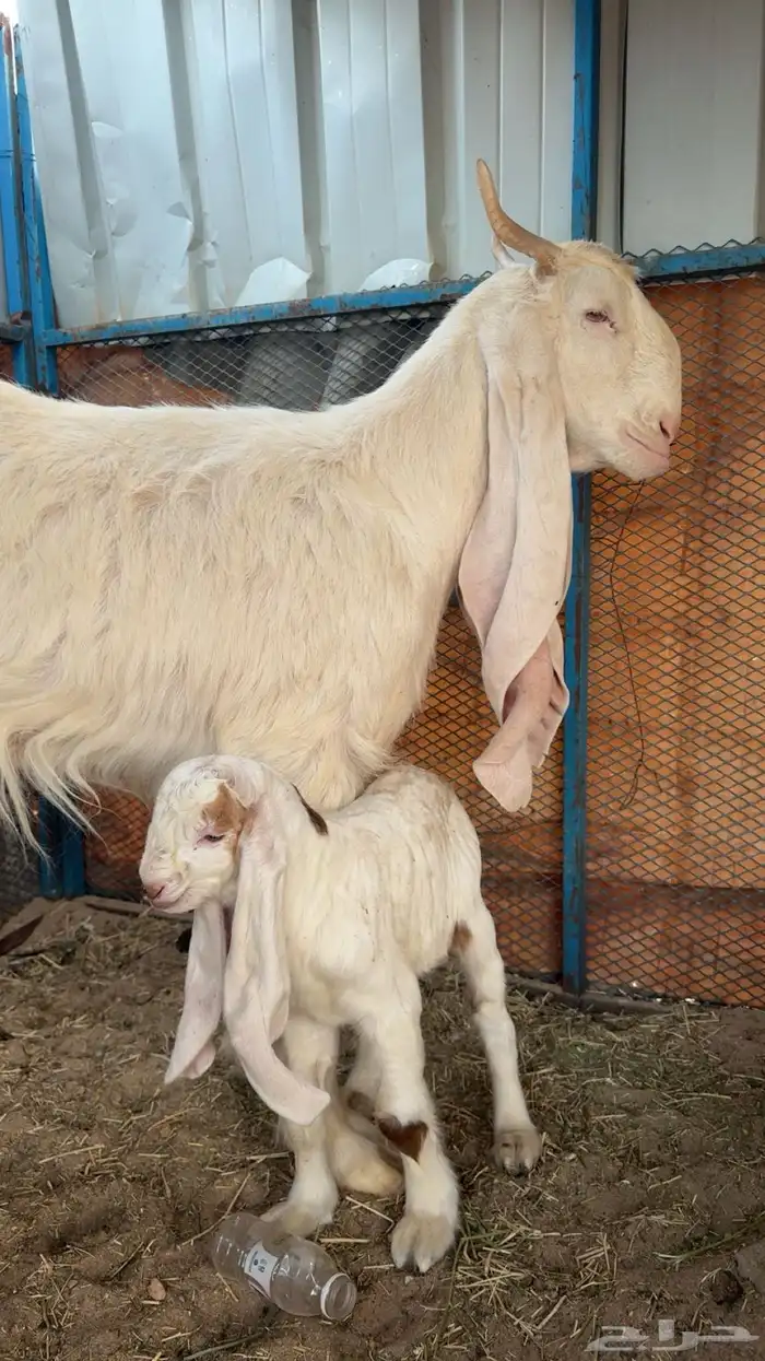 عنز هولنديه صنف ولده معه مشروع فحل 1