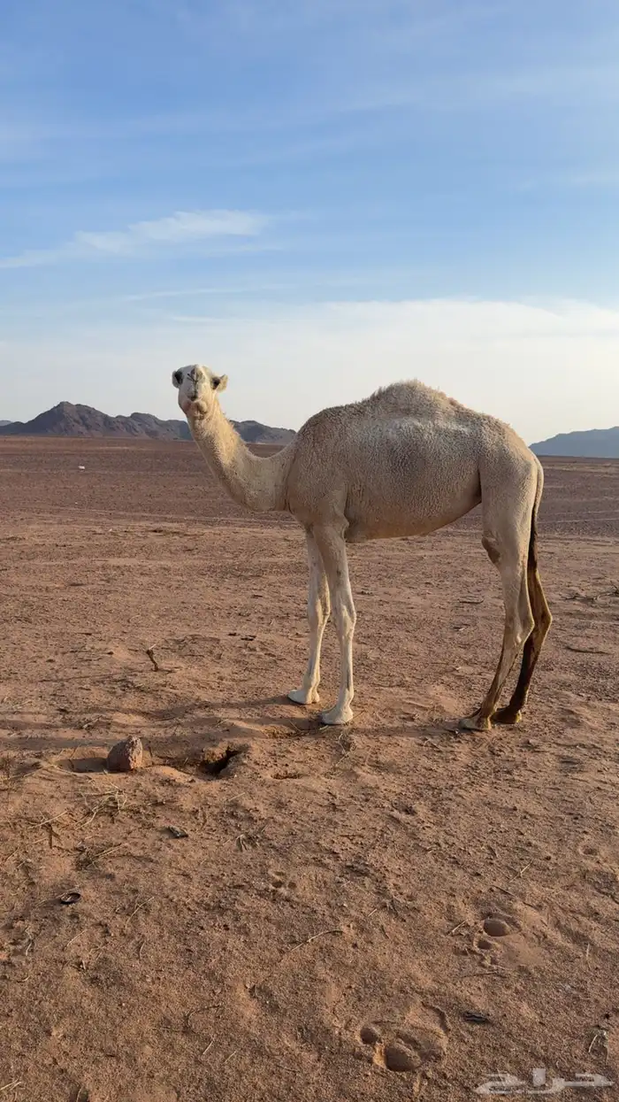 بكرة مفرودة 0