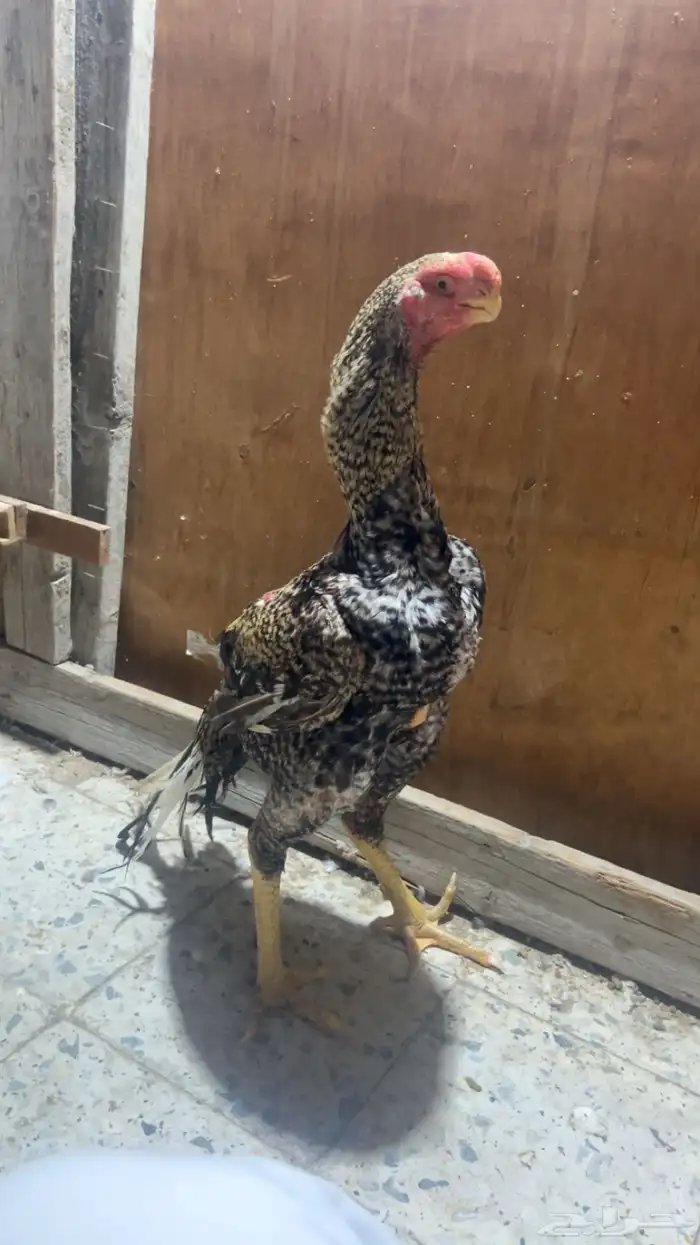 جوز اذناب الهند مستوى فاخر جدا ماشاءالله تبارك الله 7