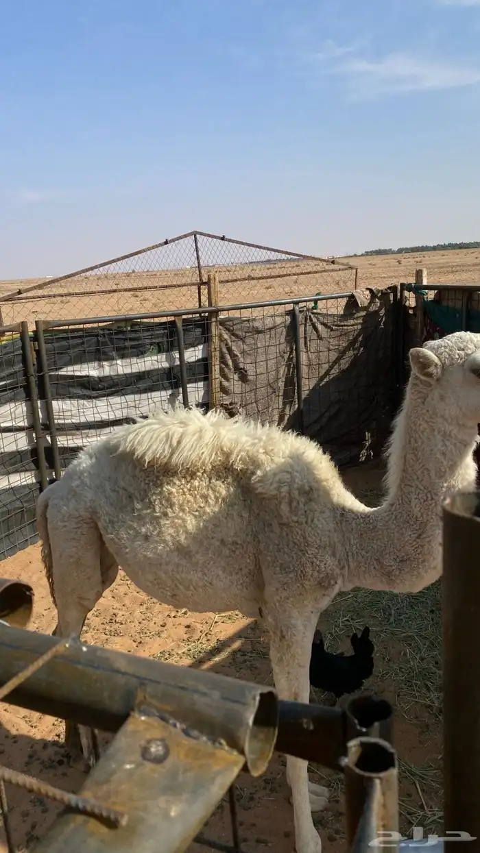 بكره للبيع على السوم 3