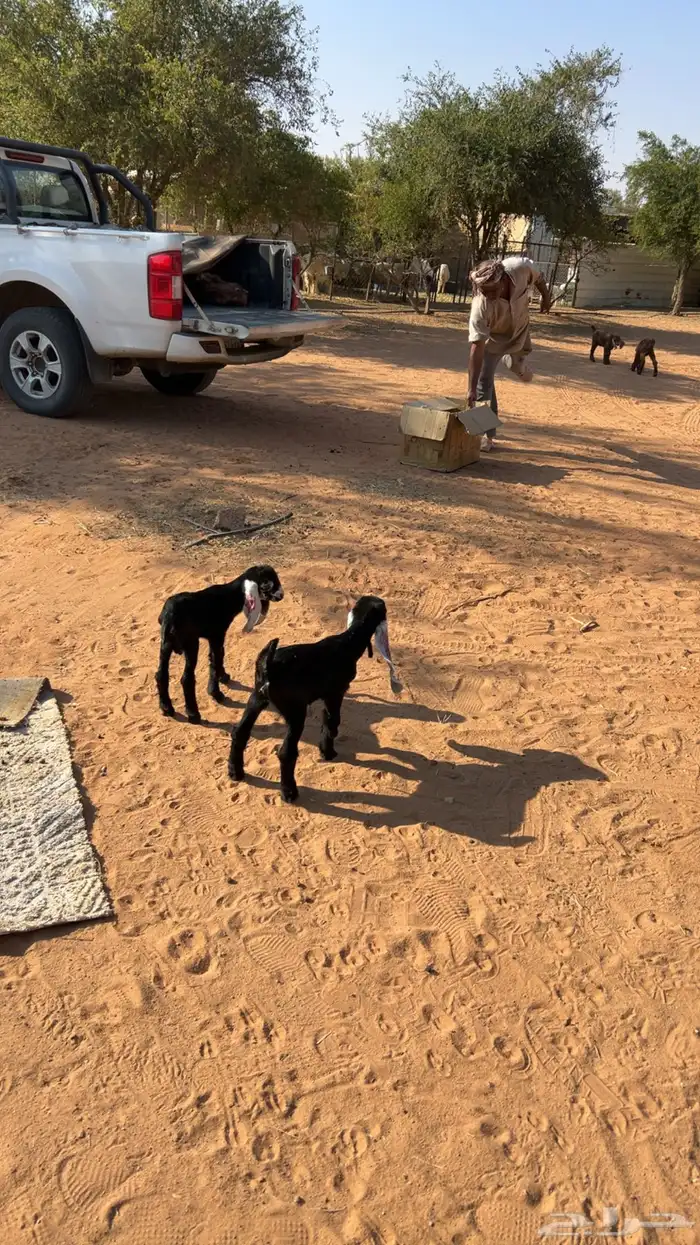 ذواغير للبيع 1