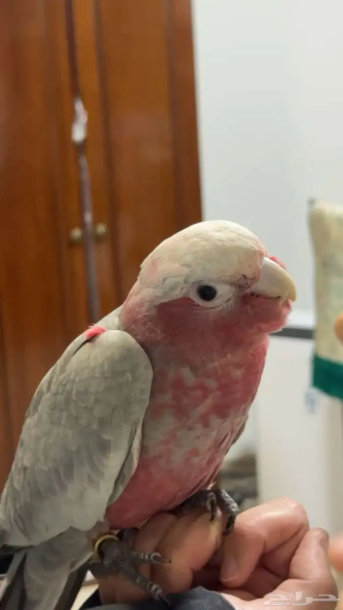 كوكاتو قالا (اليف) 0