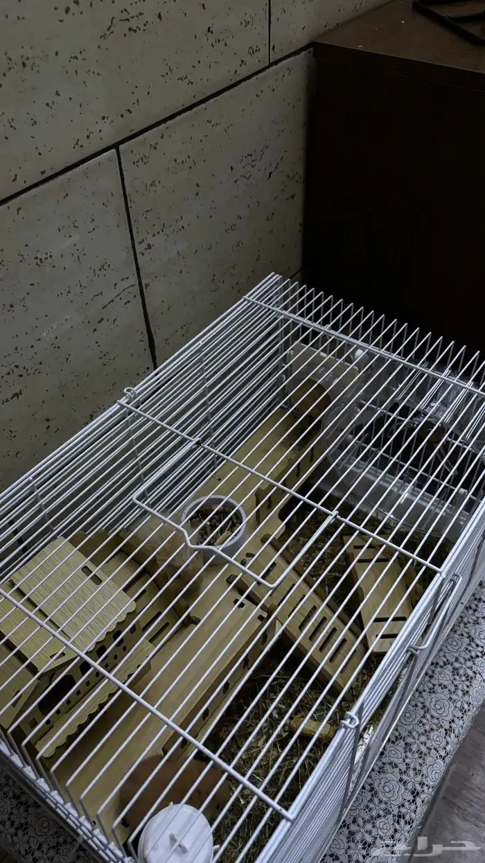 خمس هامستر 0