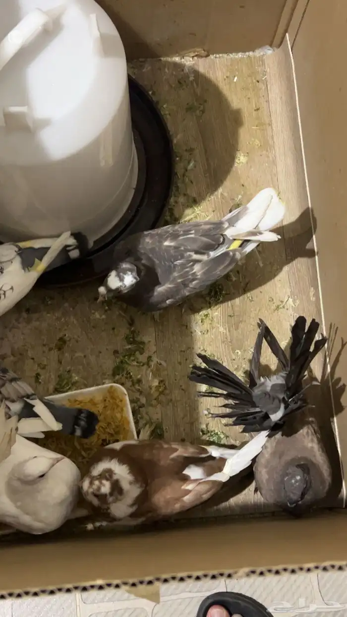 حمام للبيع 1