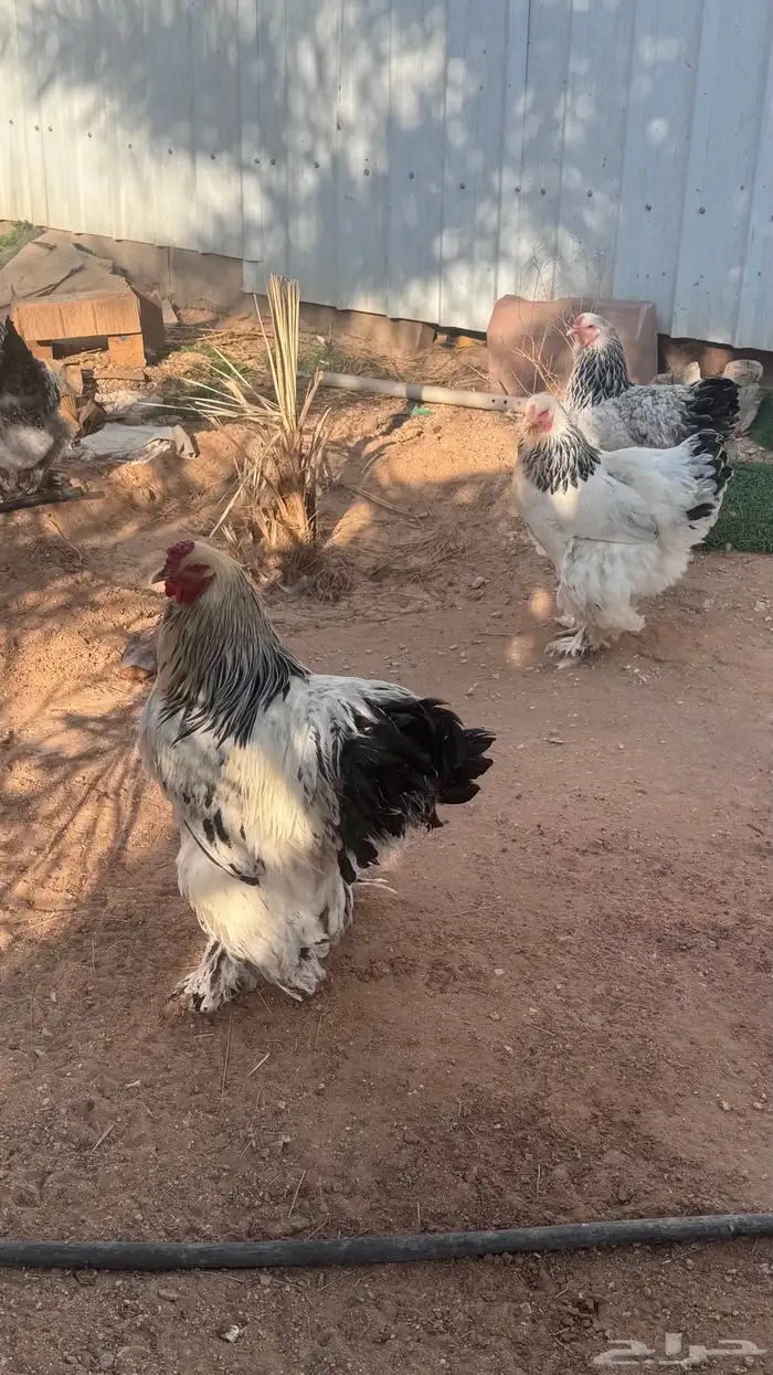 دجاج براهما كولمبي 3