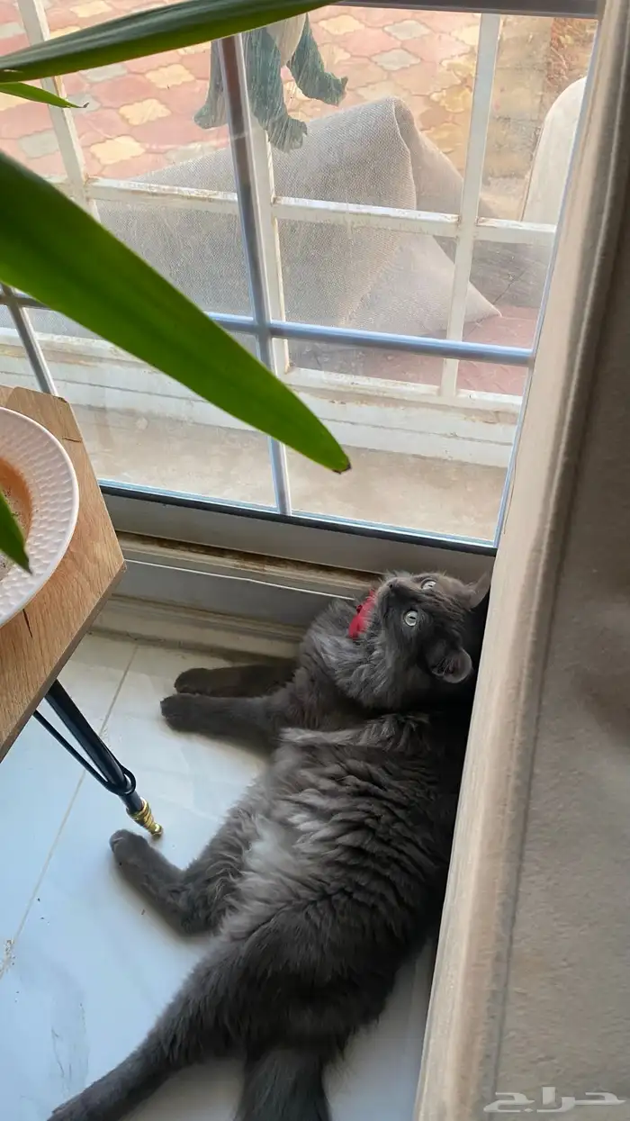 قط مفقود مكافاة للي يلقاه 1