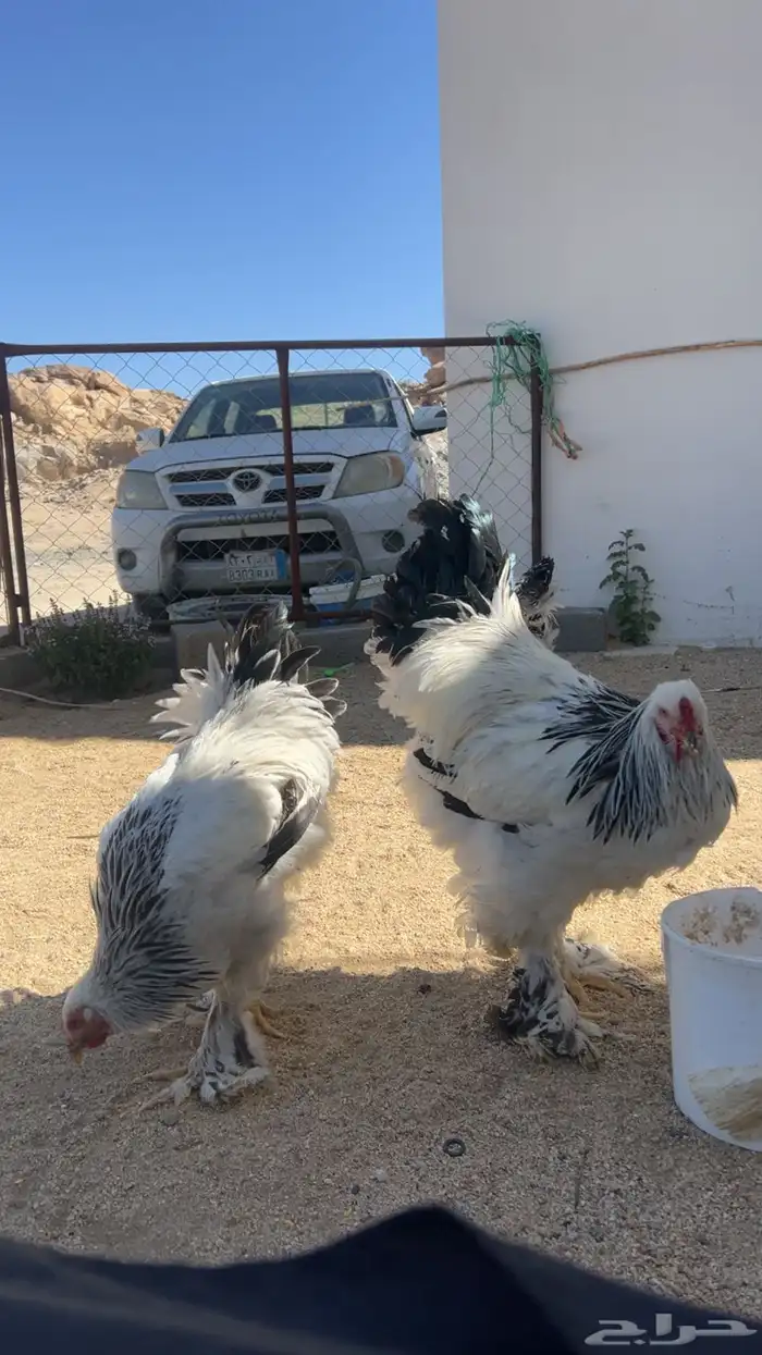 دجاج براهما 1