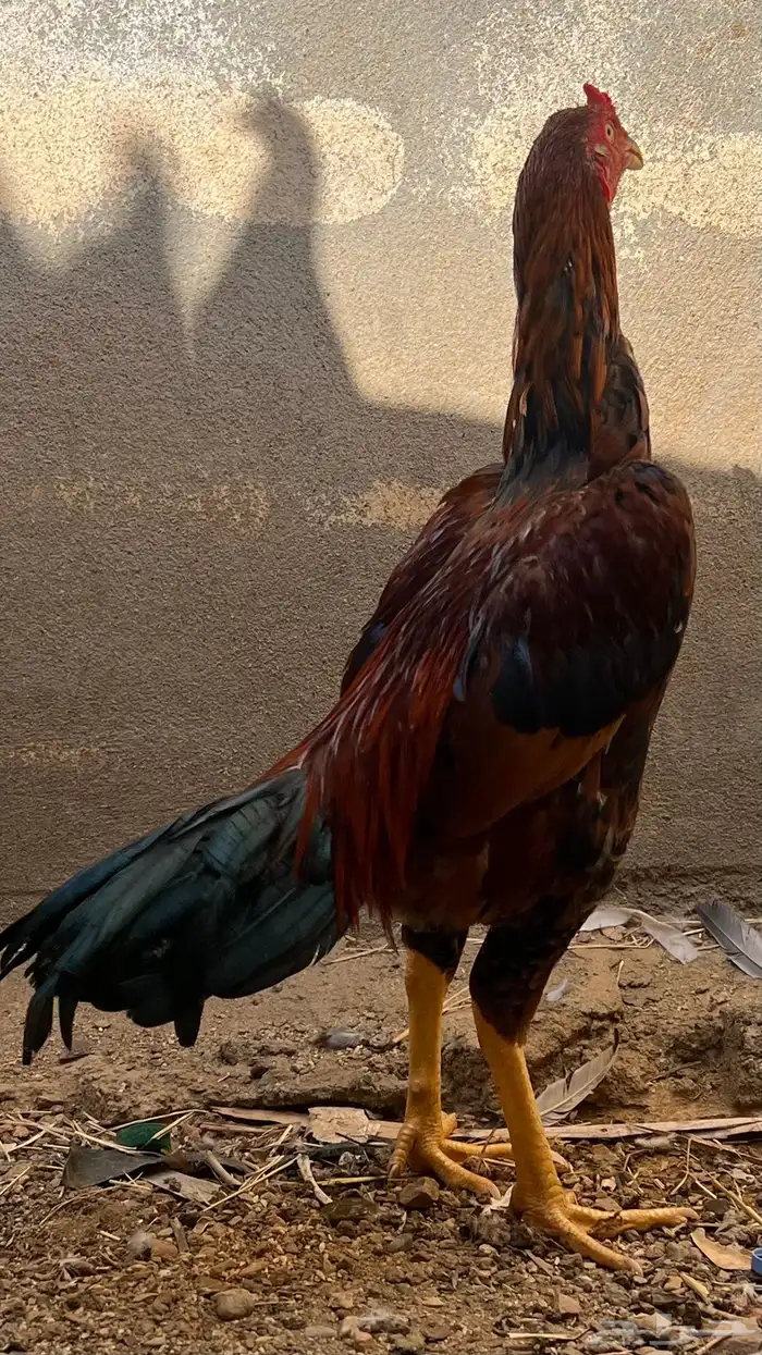 ديك سندي العدد 2 ذكور 7