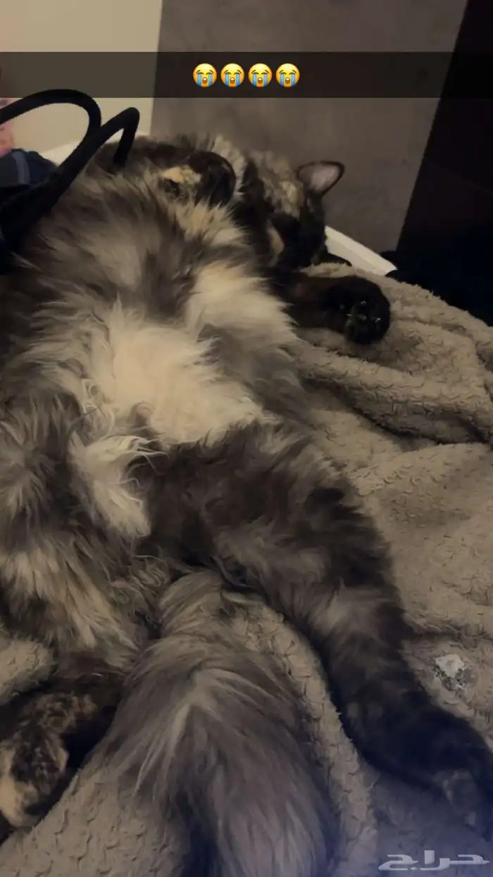 بسه تجن ودلوعه وهاديه بس حامل وانا معد اقدر عليها 6